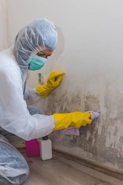 Trusted Underwood Petersville, AL Mold Removal Experts