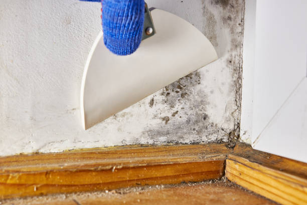 Best Forensic Mold Investigation  in Underwood Petersville, AL