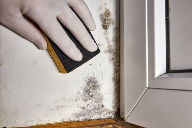 Mold Remediation for Rental Properties in Underwood Petersville, AL